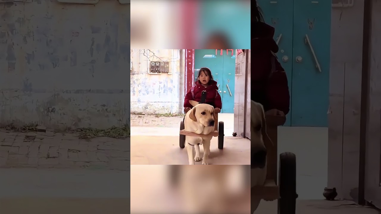 🐶🛒 الكلب الذكي ومهمة الإنقاذ البطولية 🚗✨