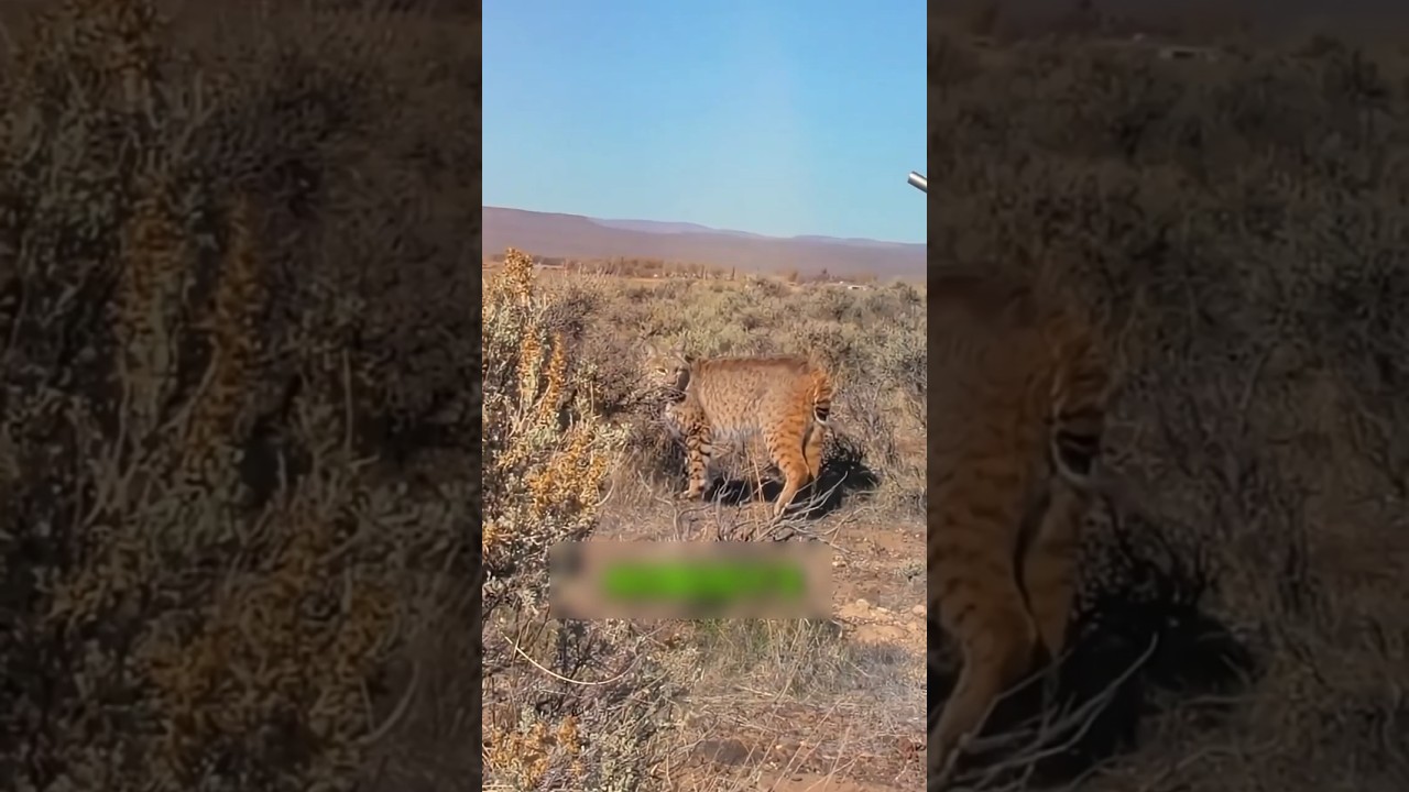 "الصيادين نادوا ديب… جه القط الغلط 😹🌲"