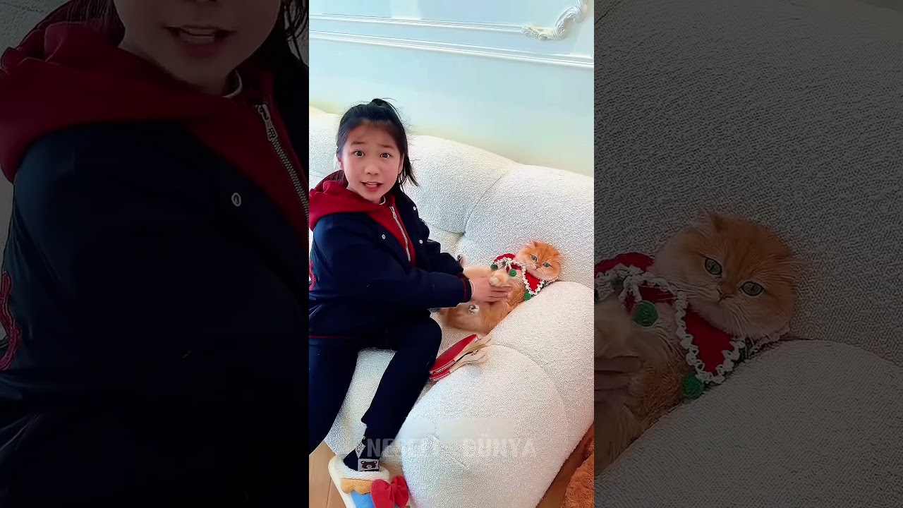 🐱 Top Kayboldu, Herkes Kediden Şüphelendi