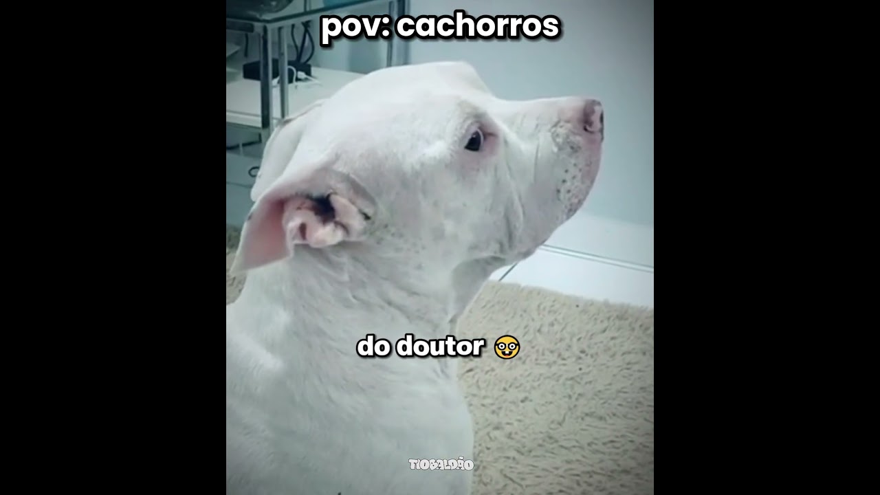 ele saiu correndo na chuva kkkkk l #humor #engraçado #cachorro #shorts