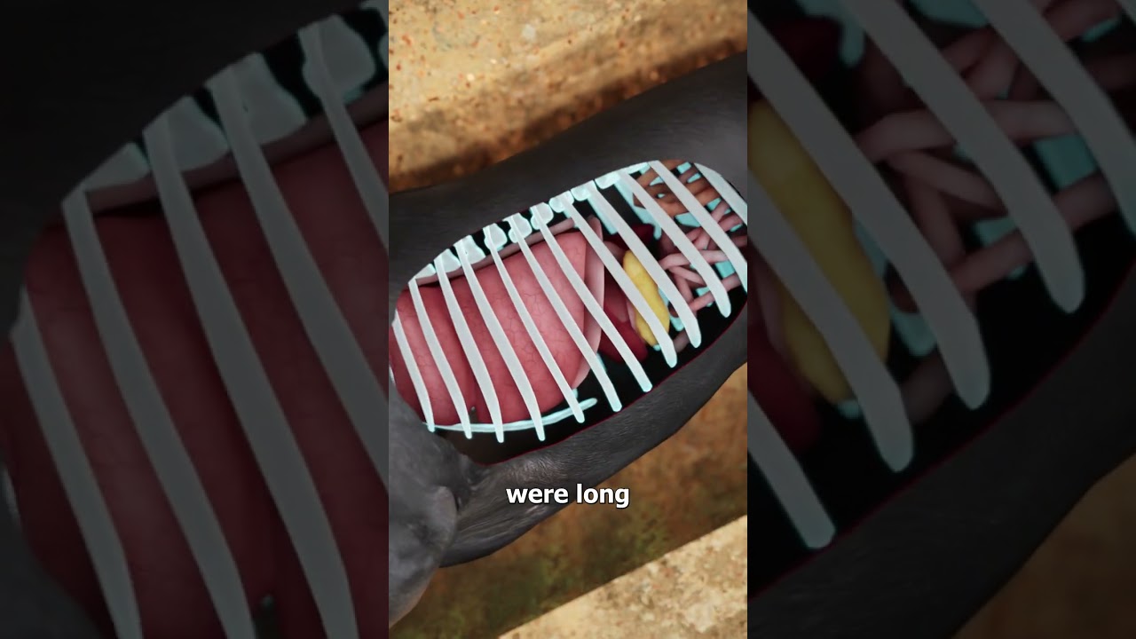 Why Dachshunds Were Bred To Hunt Badgers 😮