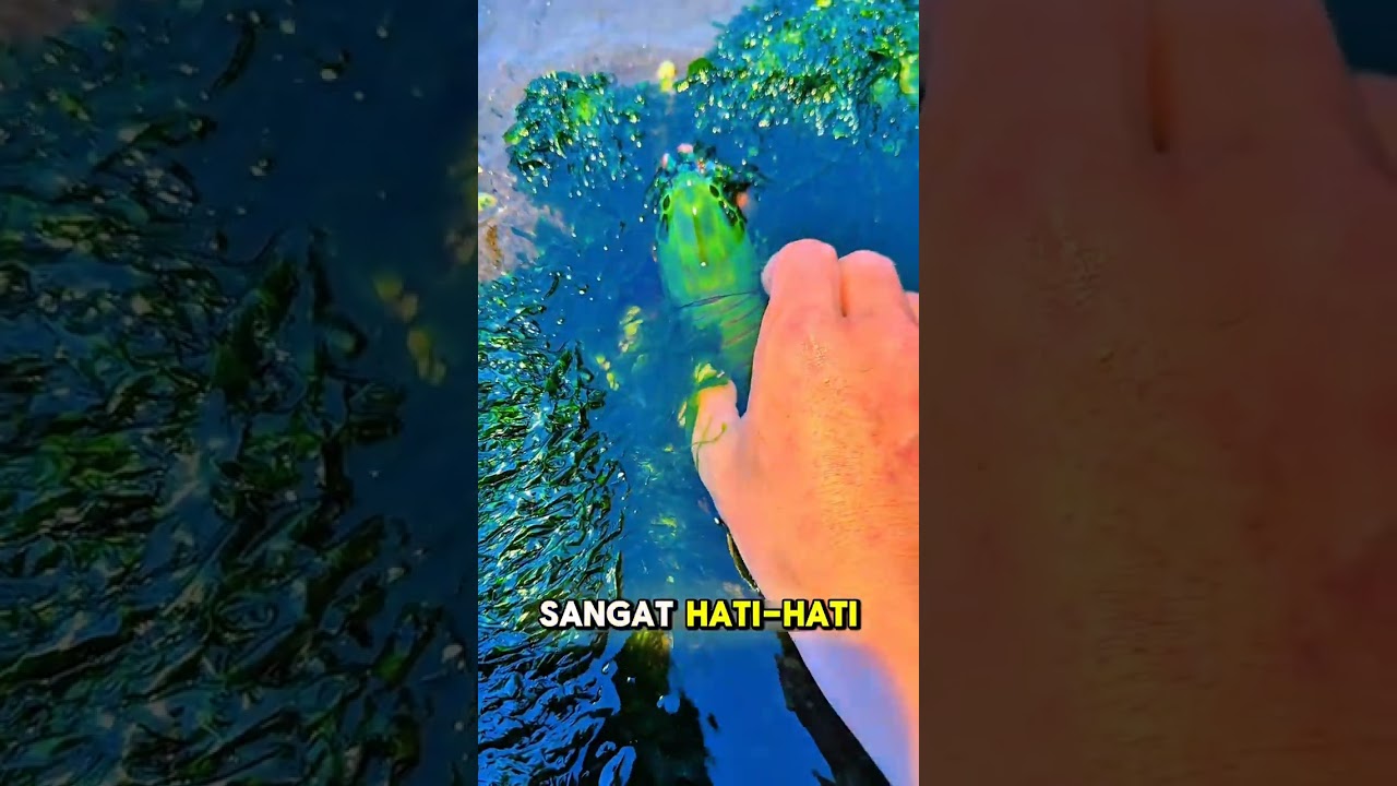 Berburu Seafood Malam Hari! Gurita Raksasa, Udang Mantis & Kepiting Dapat Semua! #shorts