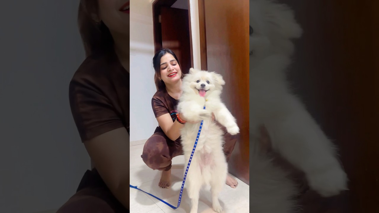 Pogo ne kia dance 💃🤣👅 #youtubeshorts #funny #cutedog