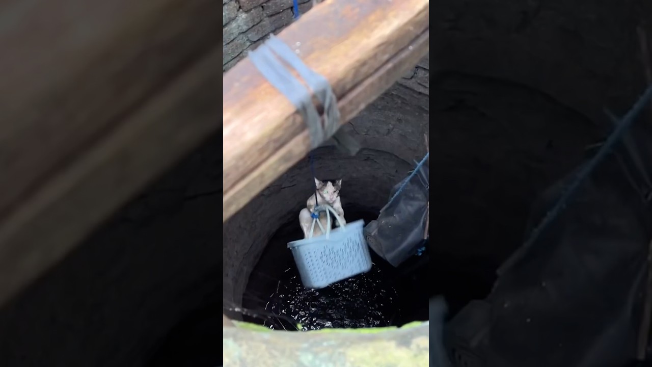 Heart-Stopping Rescue: Cat Saved From Deep Well! 🐱💧 #shorts #catrescue #hero