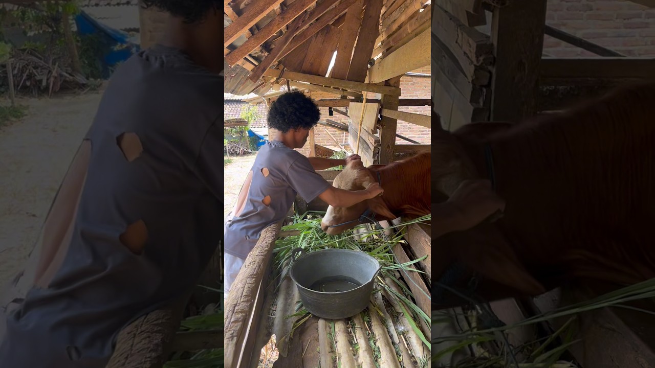 Sapi mas dani kena virus!!!#shorts #minivlog #bocilwargads #masandreee