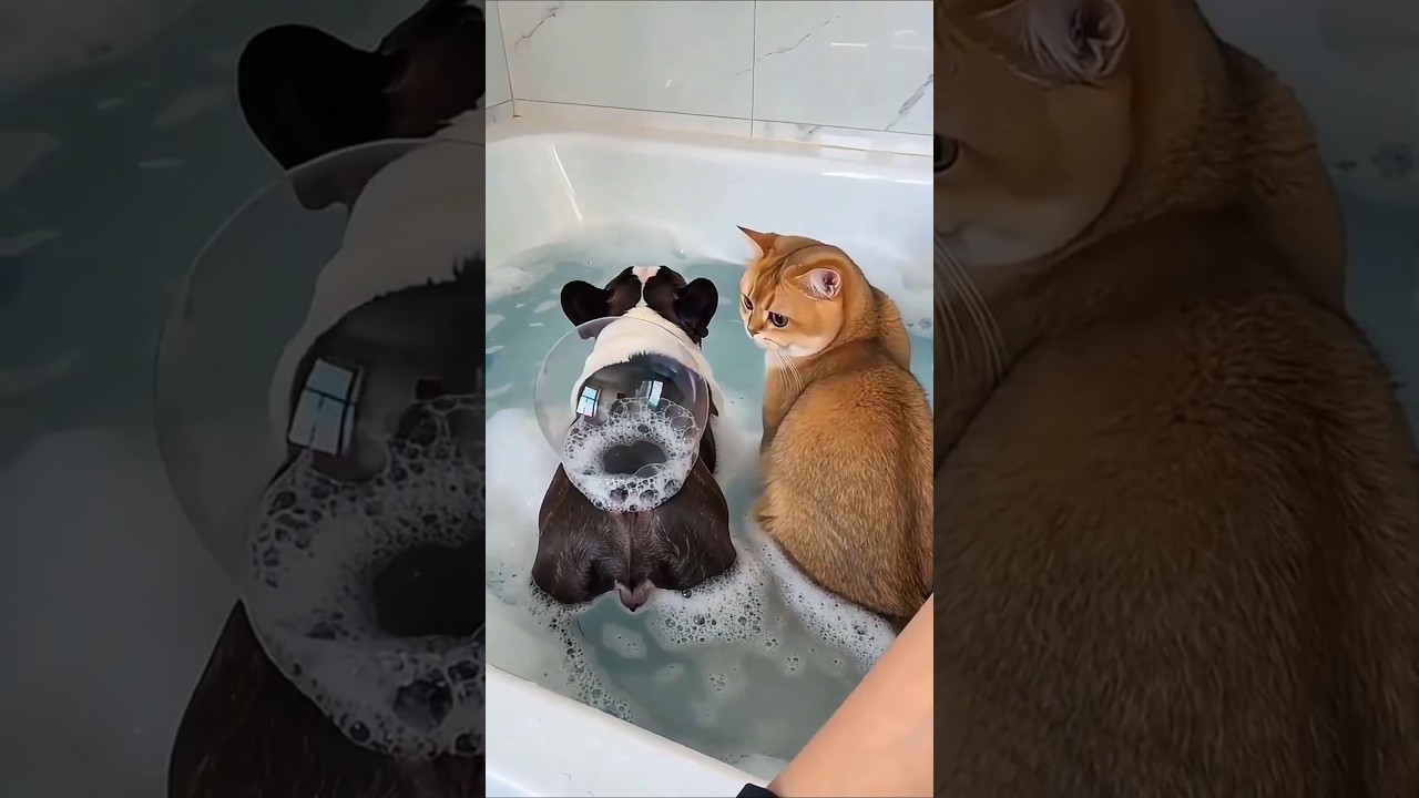 فقاعة صابون صغيرة تسببت في شجار مضحك بين الجرو والقطة 😂🐶🐱~#shorts