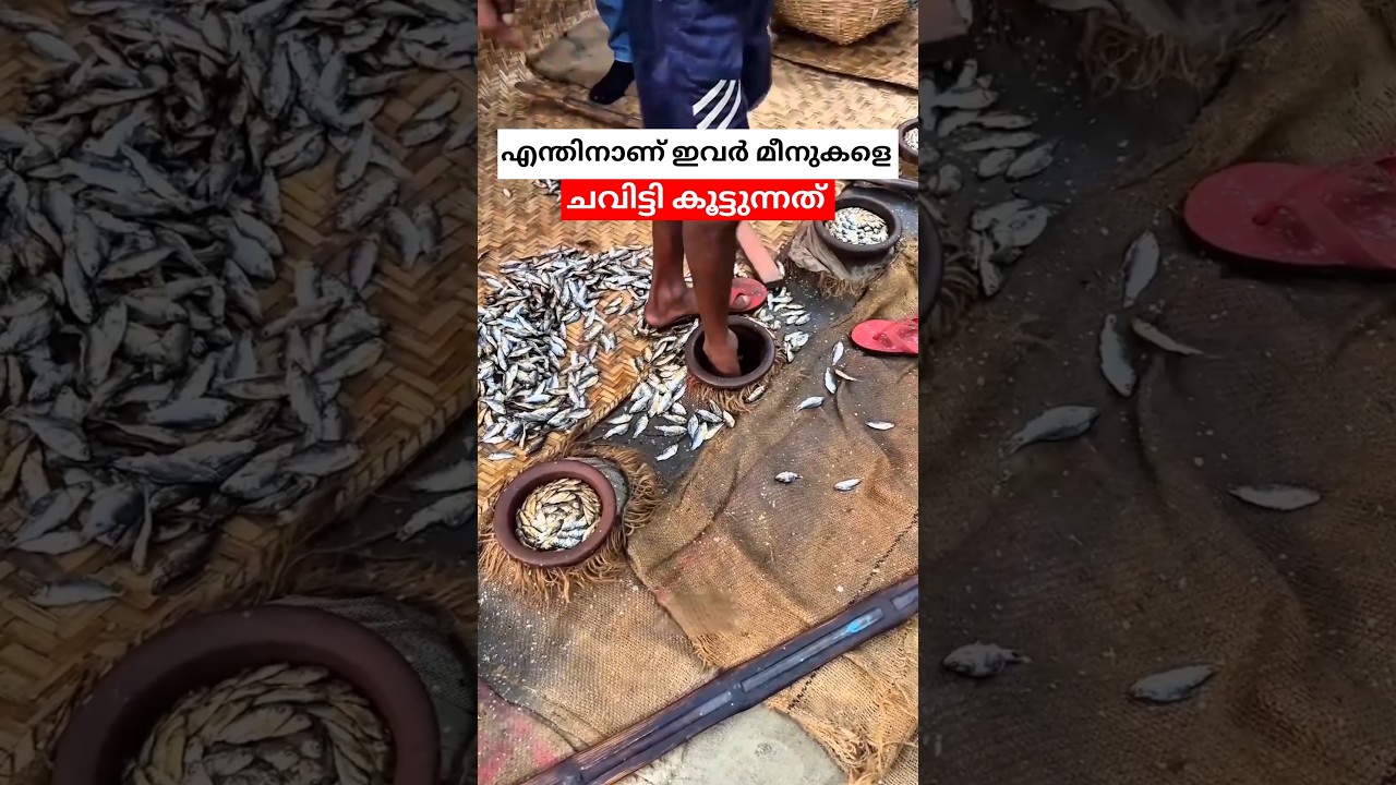 ബംഗ്ലാദേശിൽ മീനുകളെ ചവിട്ടി കൂട്ടുന്നു  #shorts #malayalam #saltfish