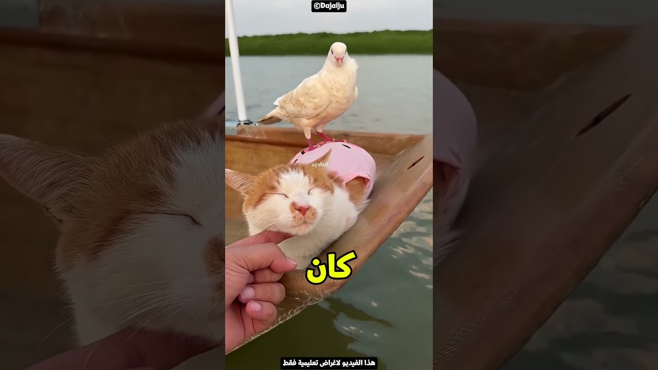 الراجل اللي بيهرب من الفيضان ومعاه القطط والعصافير والسمك