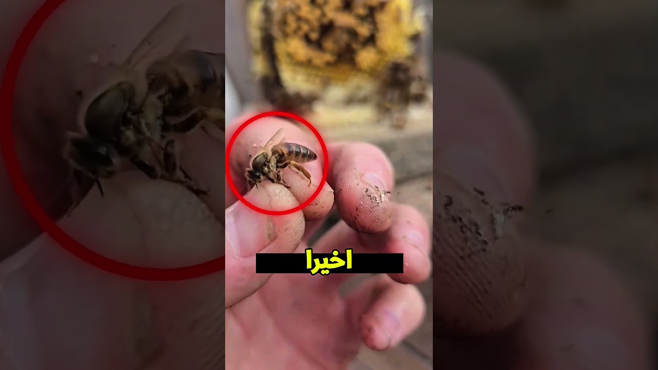 🐝 النحل خرج من الحيطة.. لكن اللي لقاه الراجل كان صادم!
