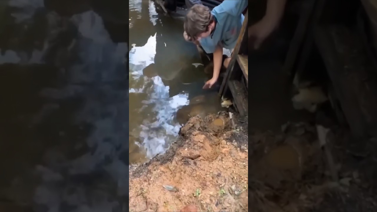MENINO PEGA JACARÉ COM A MÃO 😯