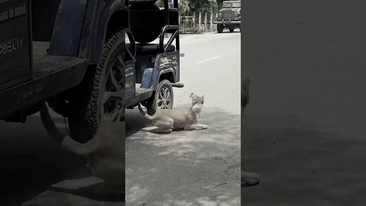 عالم الضحك مع مصطفى المومري"هنا الكوميديا مع الحيوانات والمقالب… اشترك في القناه وخلي يومك ضحك🤣🤣