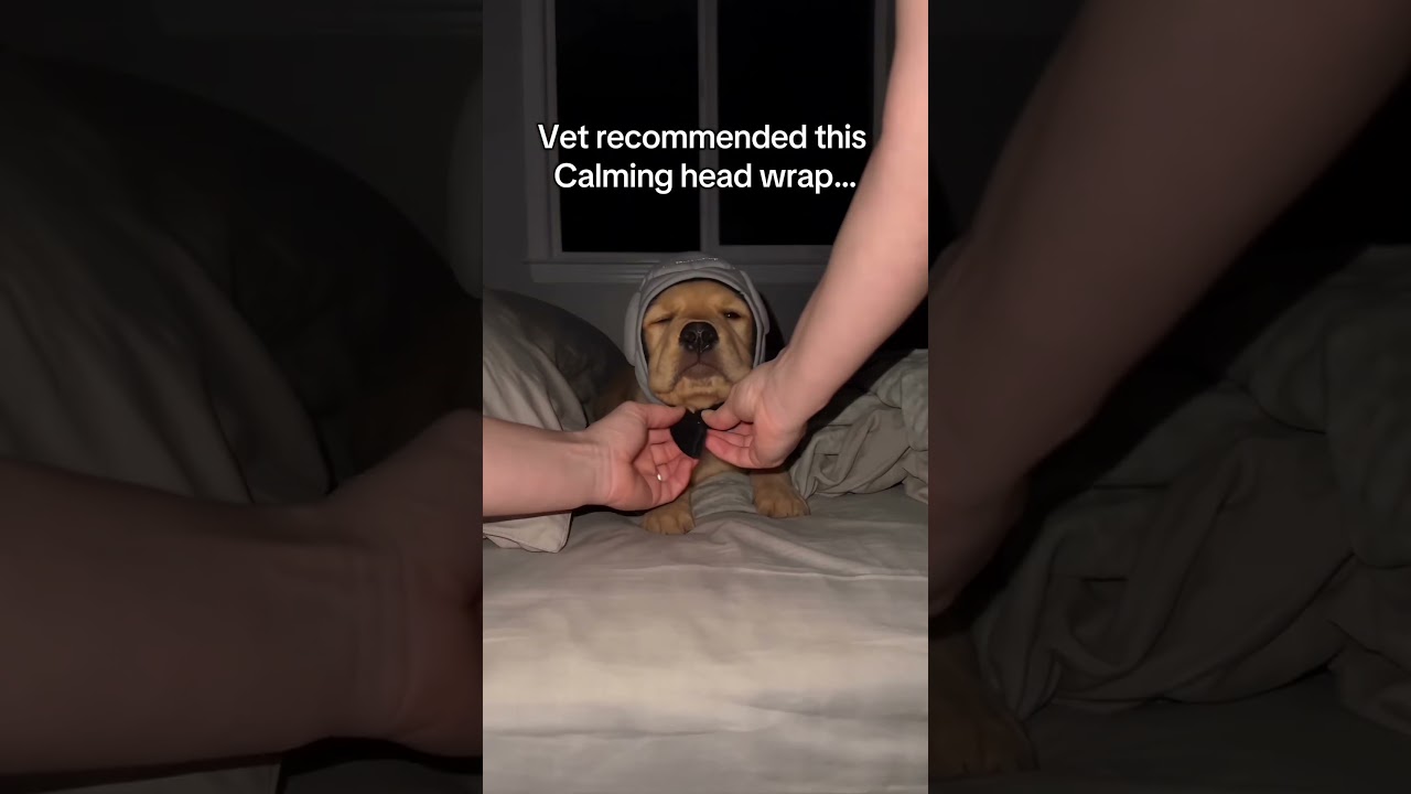 Comment “CALM” if your need one of this.#dog #dogmomlife #doglovers #dogmom #doganxiety