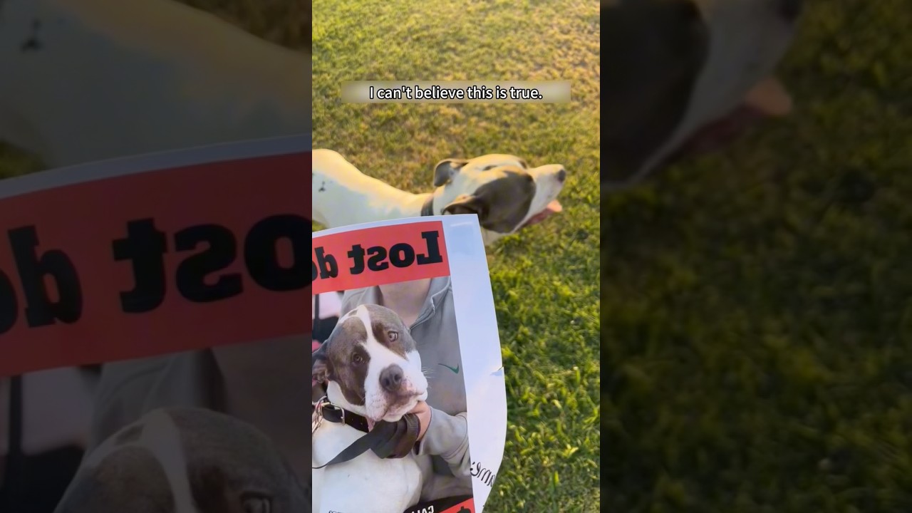 A sad story ,but with a happy ending #dog #lostdog #happyend #shorts #fyp