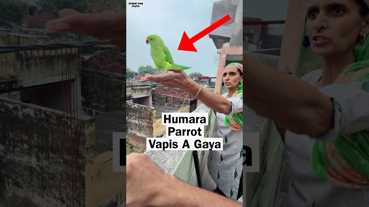 Parrot khud Ghar aya 😱