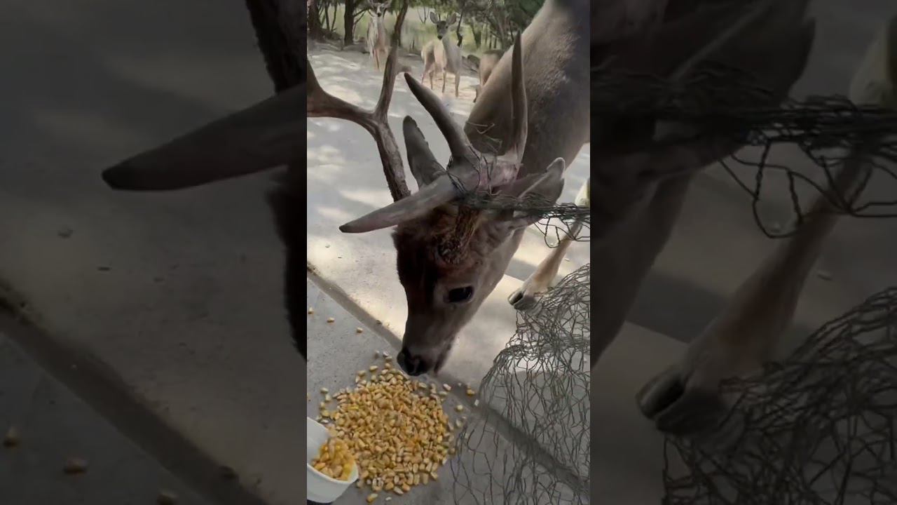 September 18, 2025 - Published by Deer Whisperer Lynn Smith