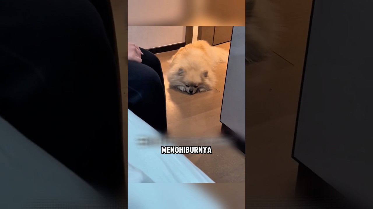 Anjing ini mencoba untuk menyembuhkan penyakit majikannya ❤️