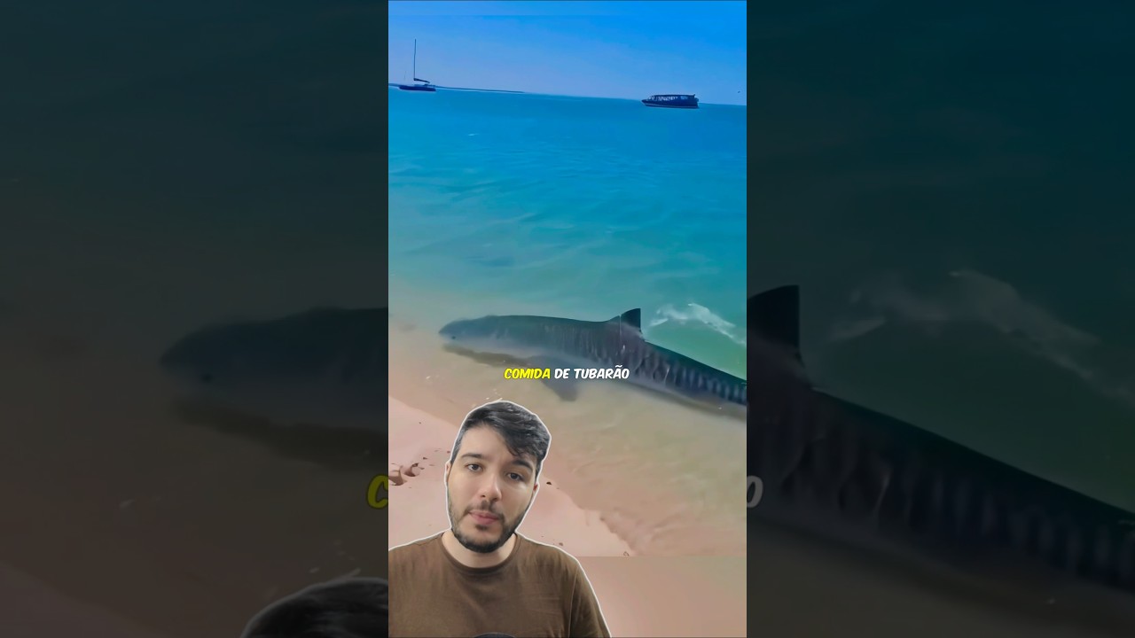 O Tubarão Deixou Isso Na PRAIA! 😳