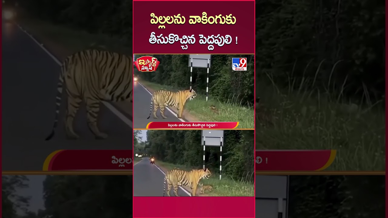 iSmart News : పిల్లలను వాకింగుకు తీసుకొచ్చిన పెద్దపులి !  | Tiger - TV9