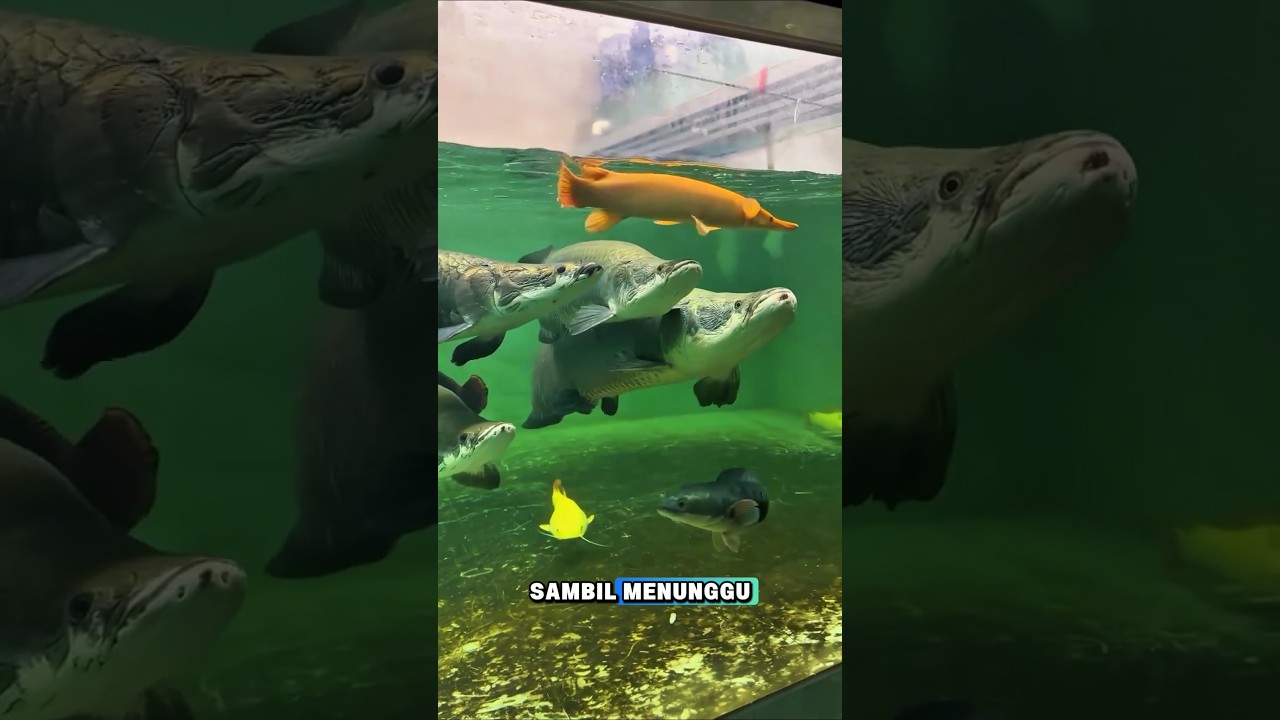 Alligator Gar vs Penguasa Akuarium King Arapaima #ikanarapaima #alligatorgar #shorts