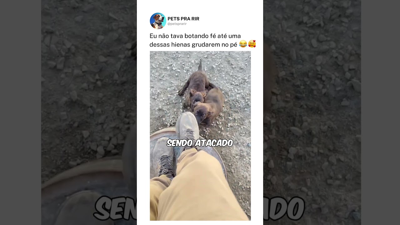 Eu não tava botando fé até uma dessas hienas grudarem no pé❤️🤯
