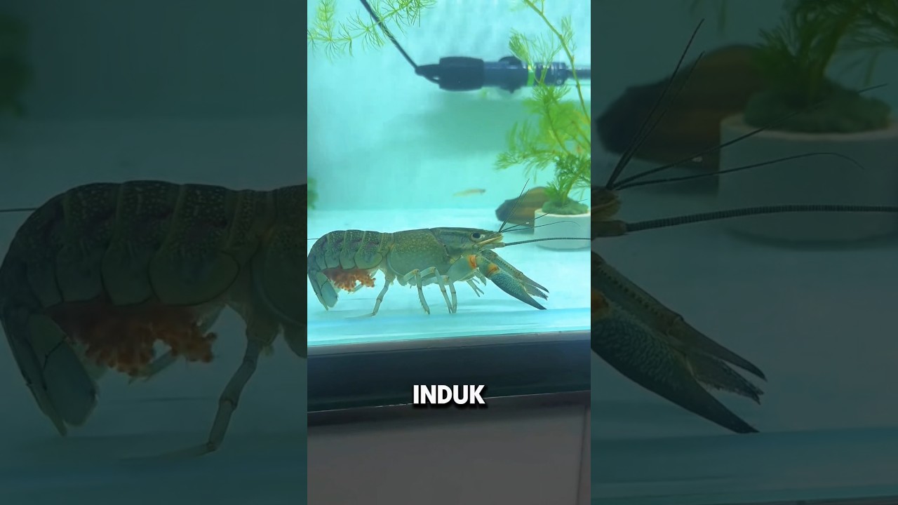 Membantu Menetaskan Telur Lobster 🥹❤️ #shorts