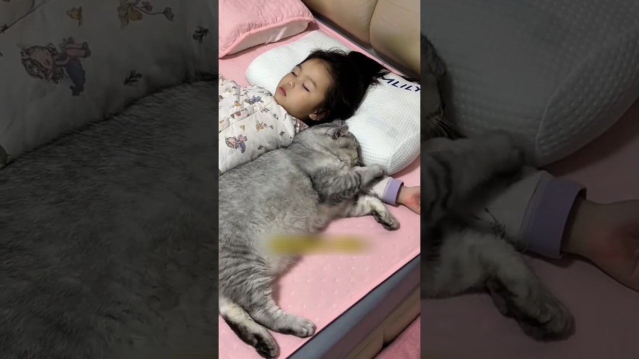 Si Gembul Manja nya Gak Ketolong 🥰#shorts #kucing#pets