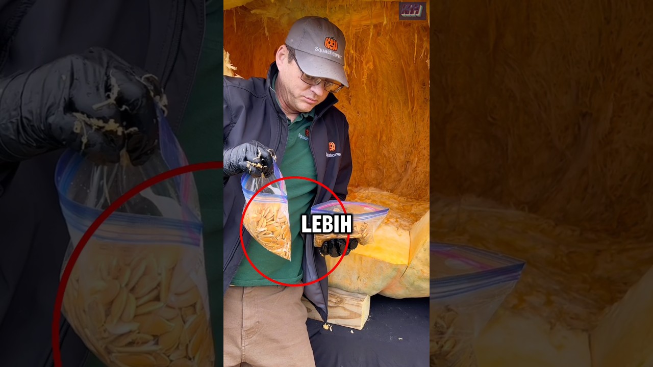 Alasan labu kompetisi harus di hancurkan😳