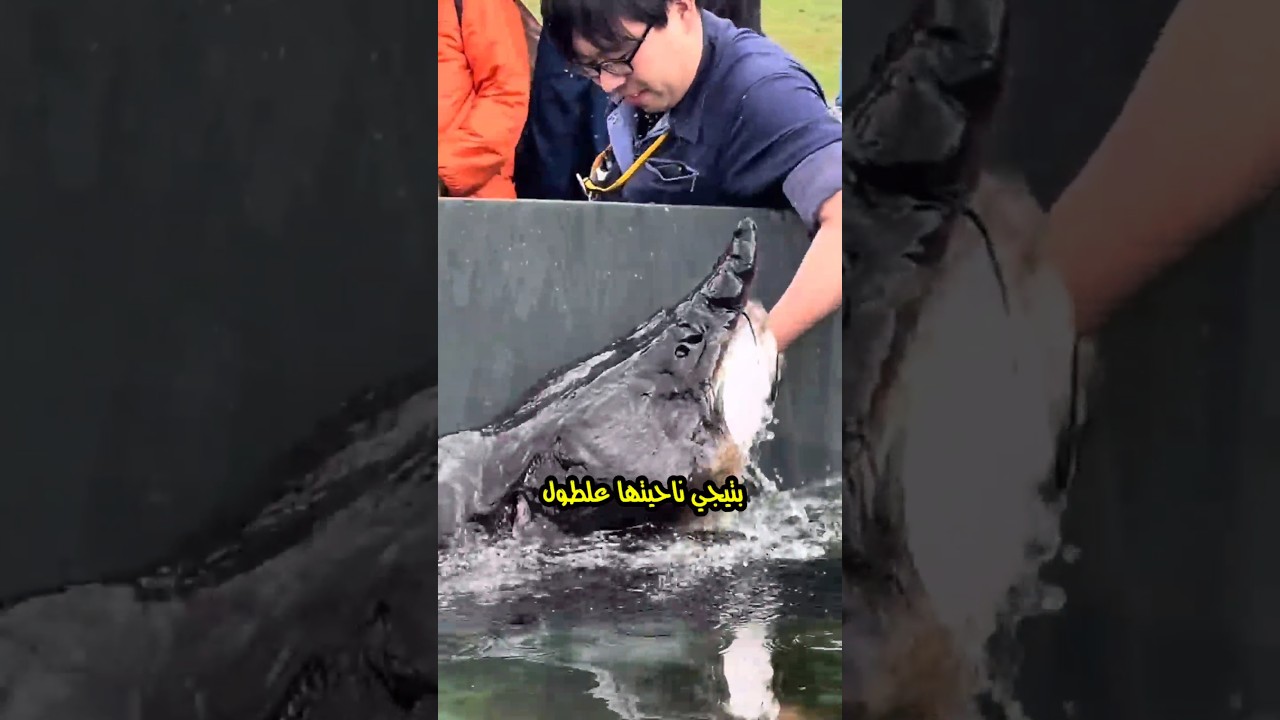 السمكه الا بيستخرجوا منها الكافيار ؟