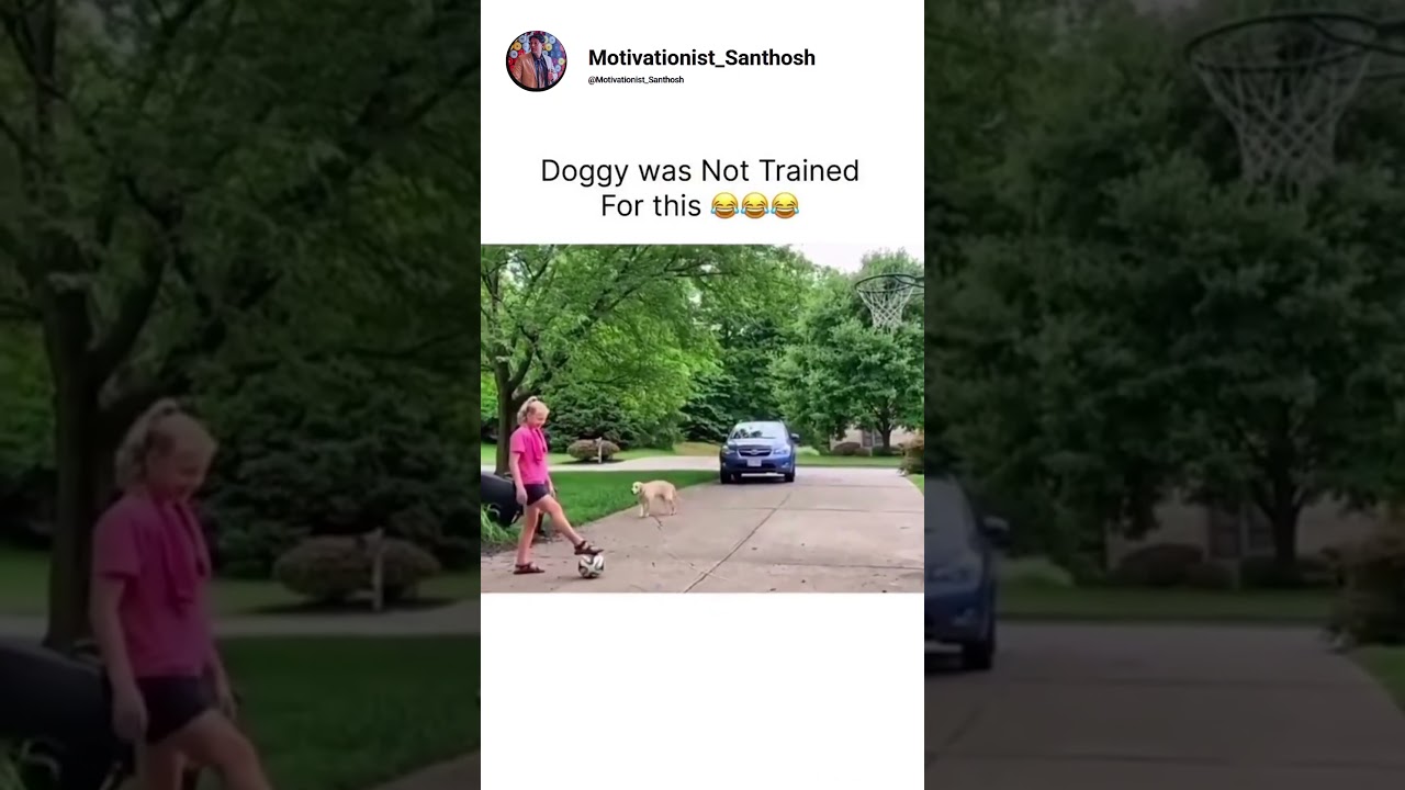 The Dog Is So Confused Right Now! 😭 | #shorts  #funny #viral #memes #trending
