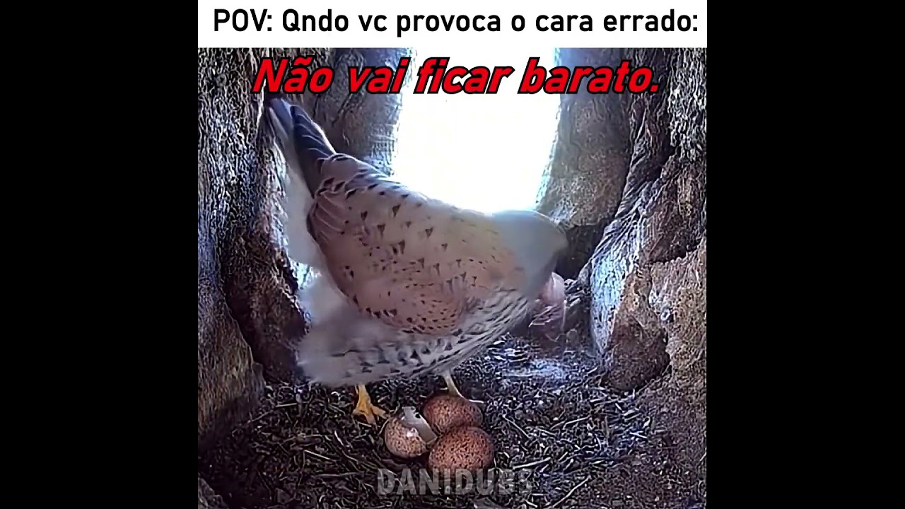 O corvo entrou no ninho errado 🥶 #edit #fyp #humor #animals