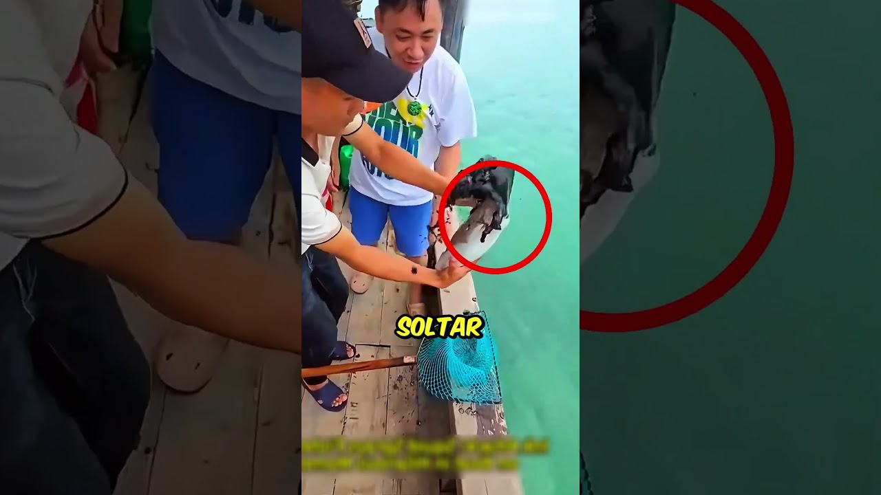 Os pescadores têm MEDO disso! #curiosidades #pesca #interessante