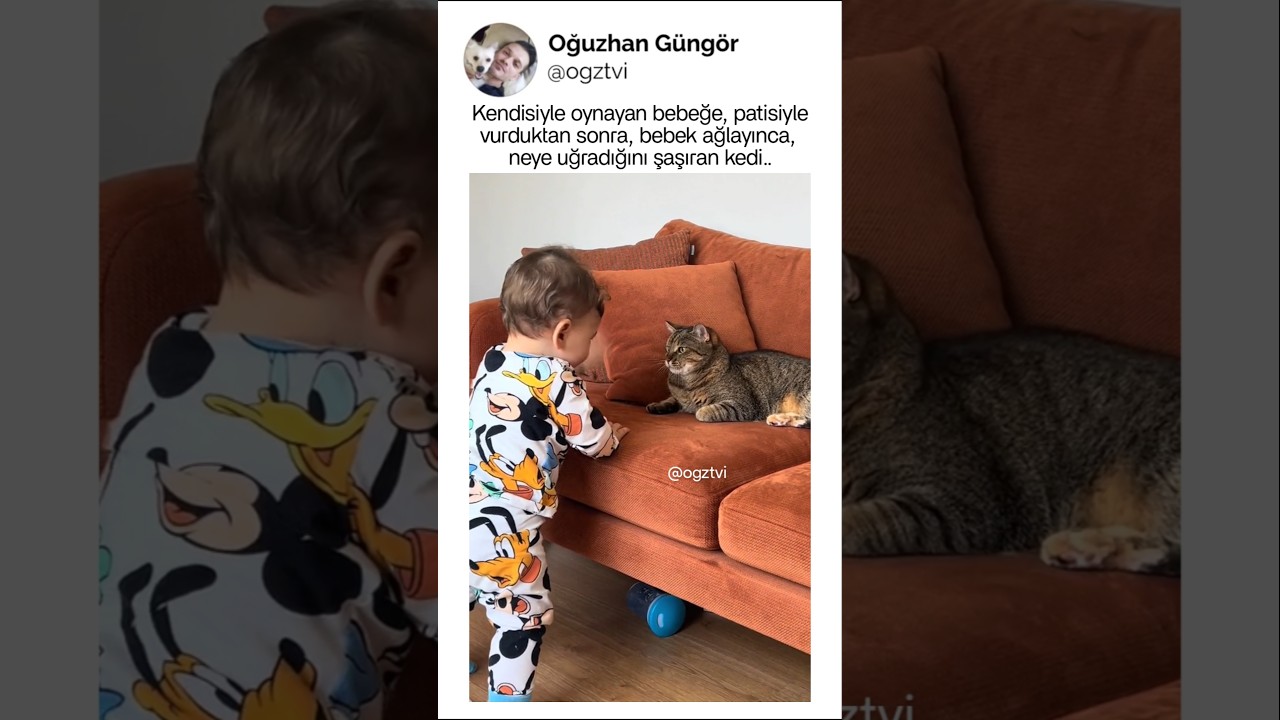 Kedinin aklından, neler geçiyor kim bilir