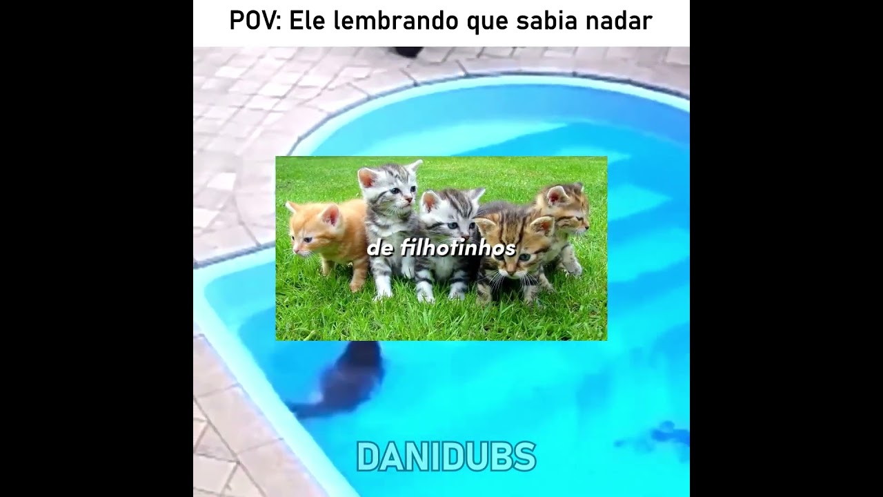 O gato esqueceu que sabia nadar 😅 #edit #humor #memes #fyp #animals