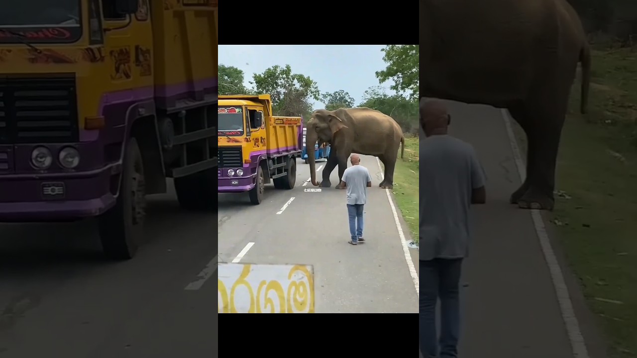 Real Elephant Blocks Road to Save Her Family 🐘❤️ Emotional Rescue Story | Heart Touching