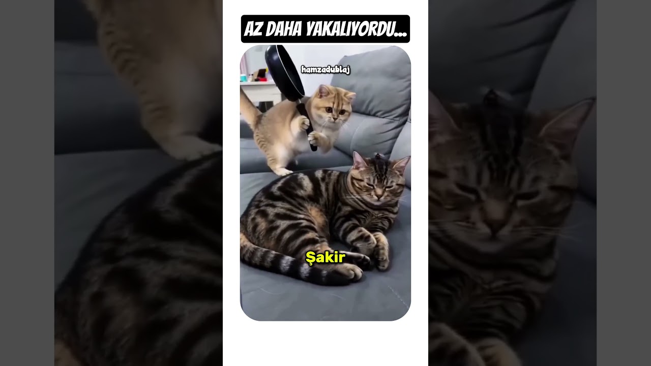 ŞİMDİ YAKALADIM SENİ!