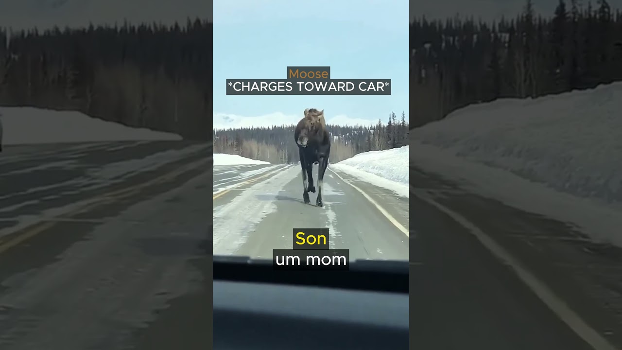 Moose Makes Unexpected Move on Highway