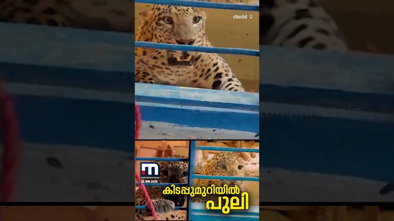 വീട്ടിലെ കിടപ്പുമുറിയിൽ പുലി; പുലി എത്തിയത് നായയെ പിന്തുടർന്ന്, സംഭവം തമിഴ്നാട്ടിലെ നീല​ഗിരിയിൽ