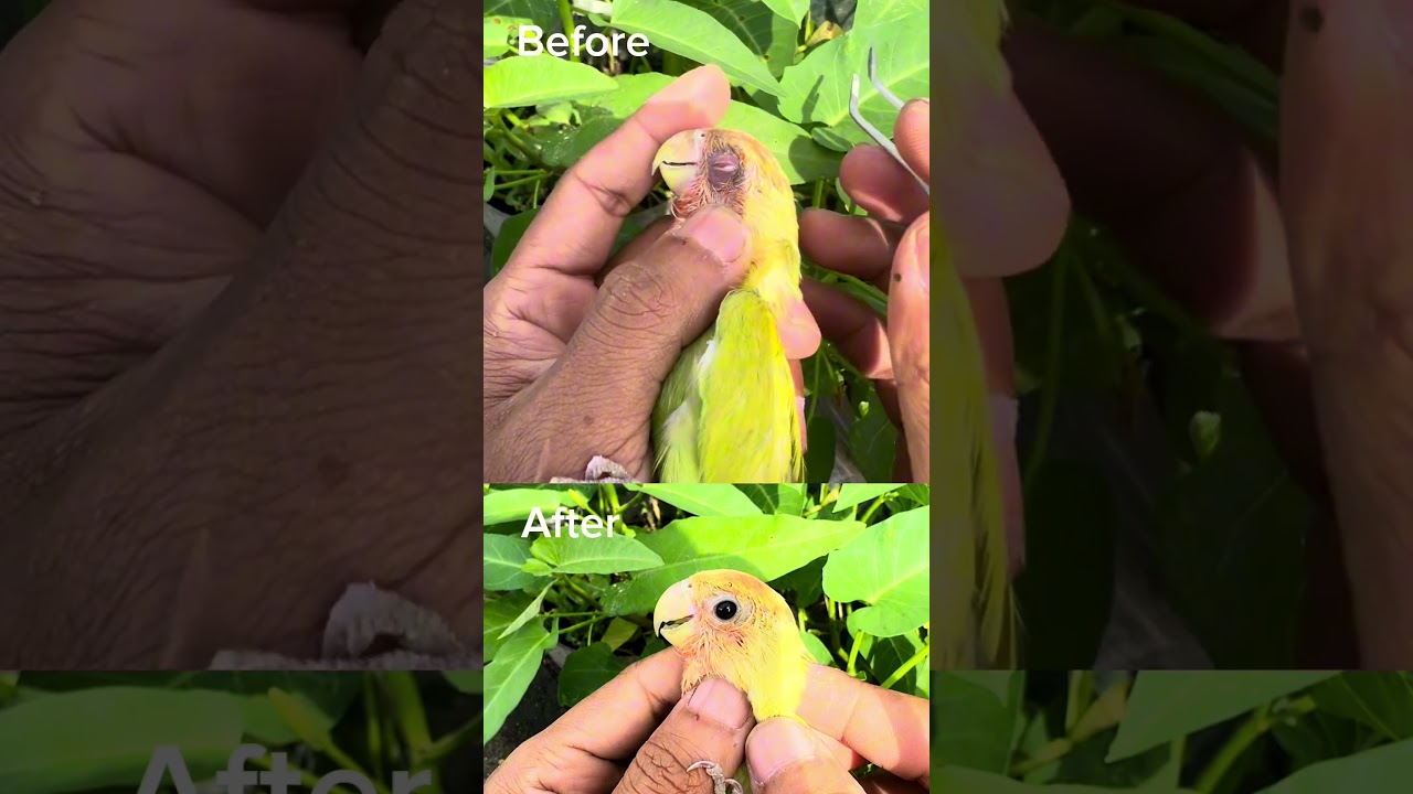 Before after Overcomesnot #birds #lovebirdsfarming #animalhealing #lovebirds #africanlovebirdbreed