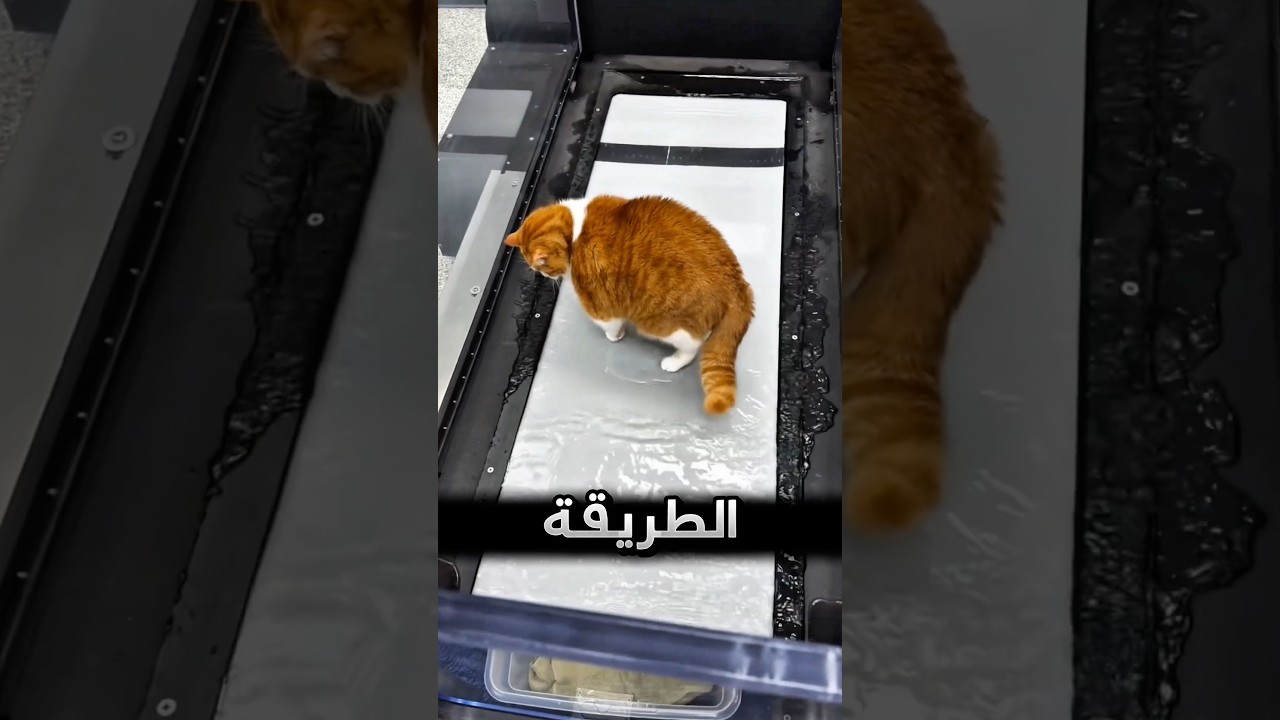 هيك يخلون القطط السمينة تنحف !! 😅 #youtubeshorts