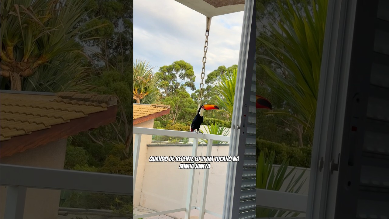 ACHEI UM TUCANO NA MINHA CASA! 😱 #mansaomovie