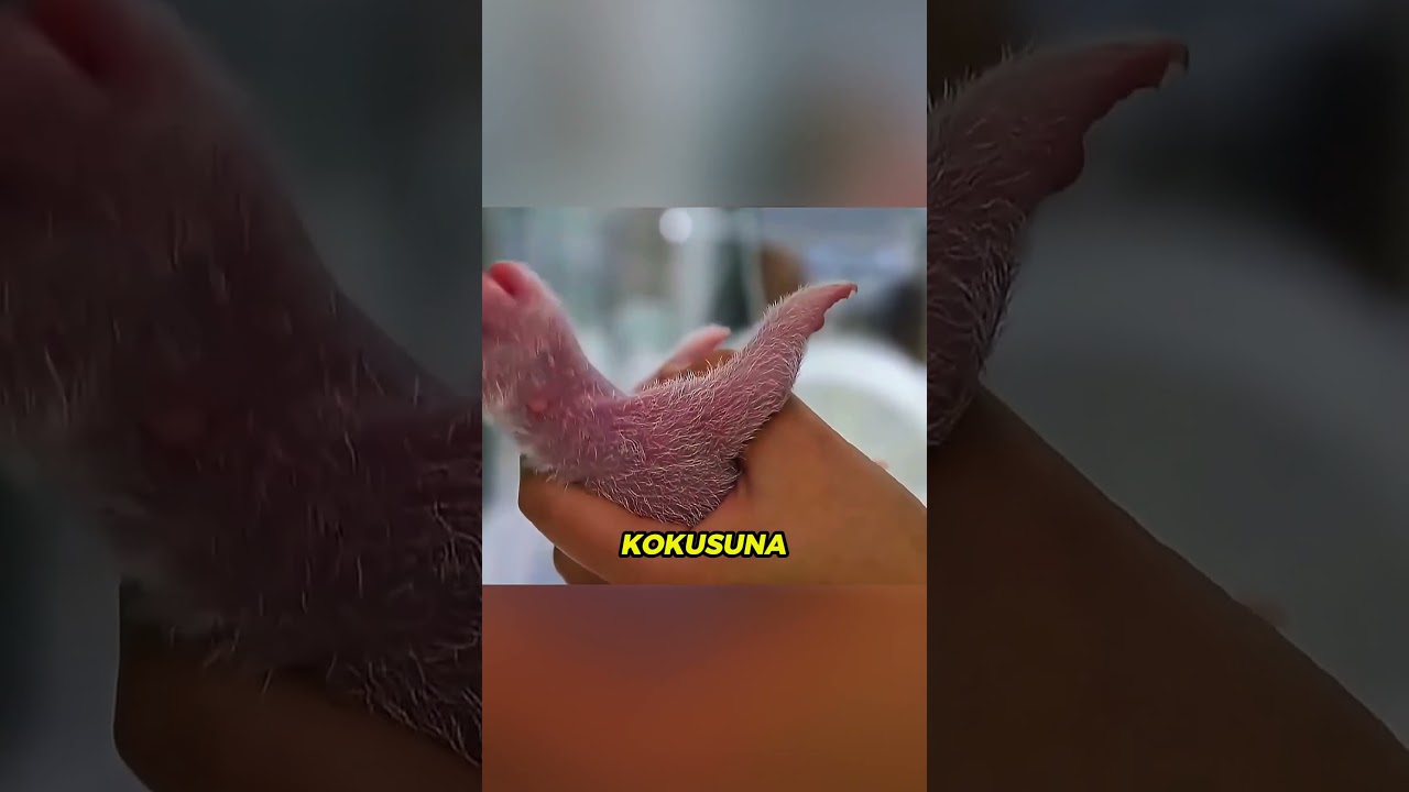 Annesi Tarafından Seçilmedi… Ama Hikayesi Herkesi Ağlatacak 😢🐼🔥