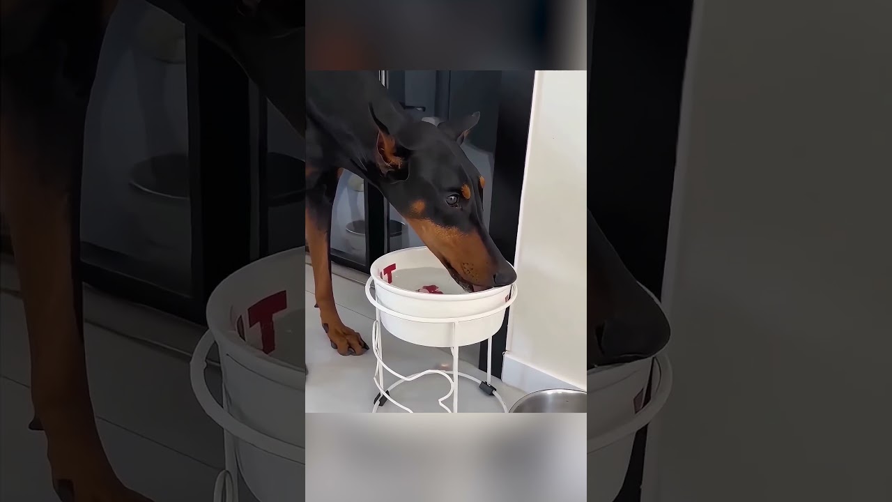 🐶 كلب شجاع يتغلب على خوفه وينقذ حياة إنسان 🌊
