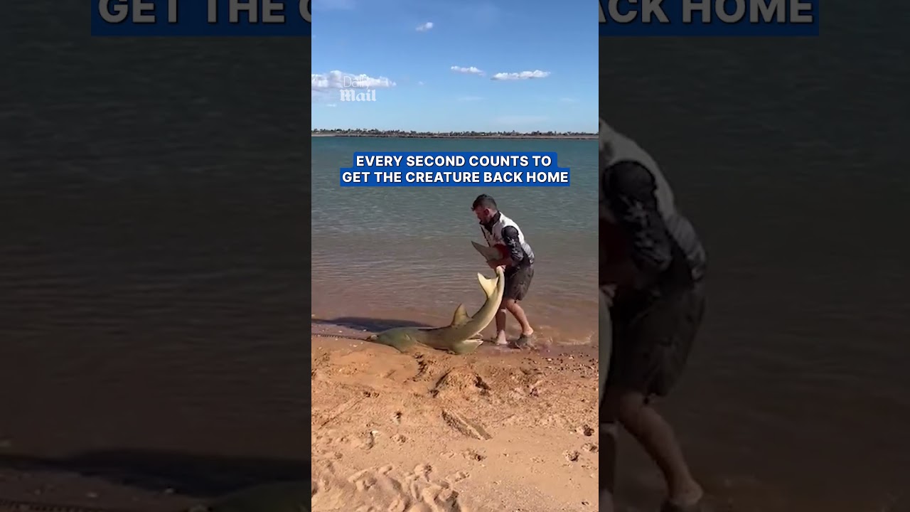 Man helps 11-foot sawfish back into the sea