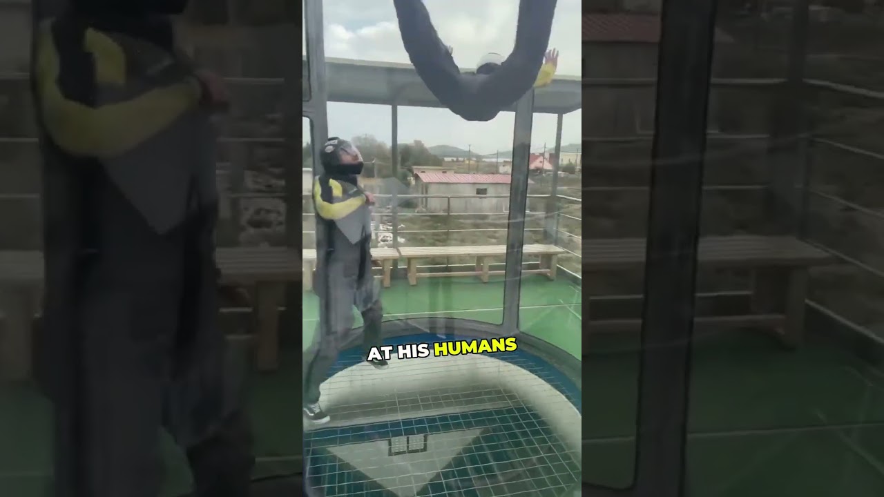 Puppy begged to join humans and did THIS! 🤯💛
#cuteanimals #puppies #dogvideos