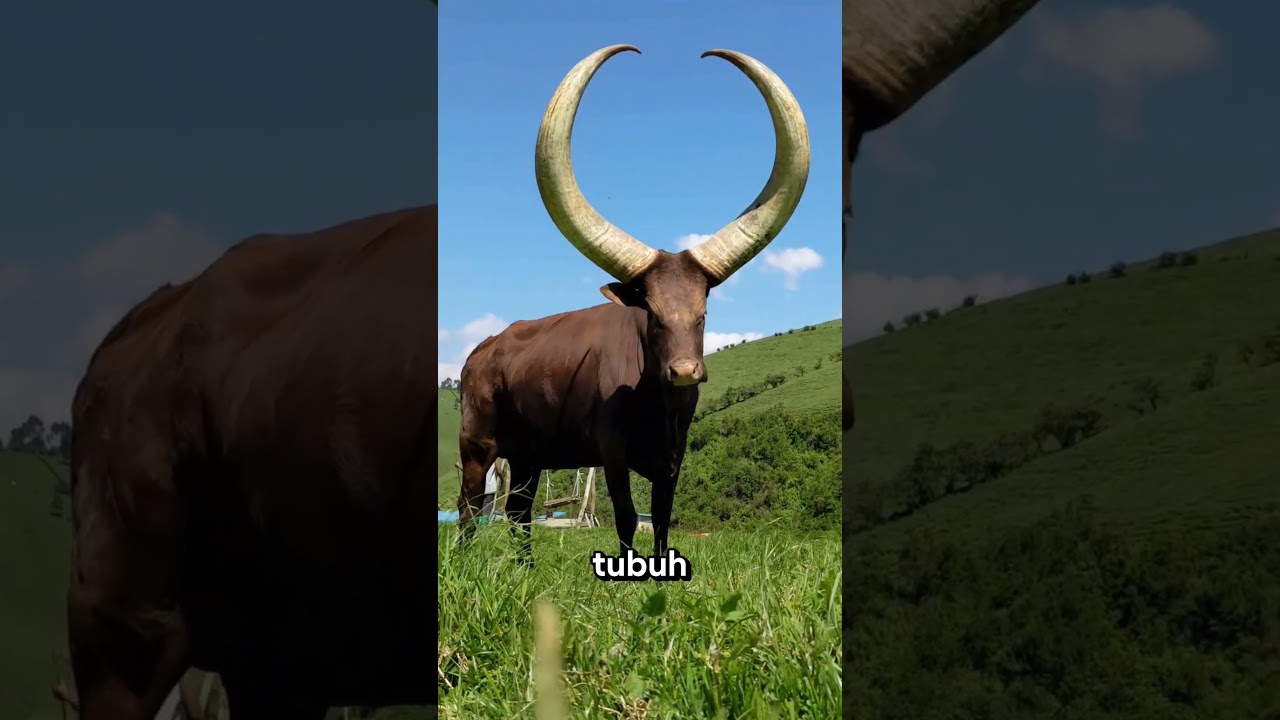 Tanduk Sapi Ini Beratnya Sampai 30 Kg