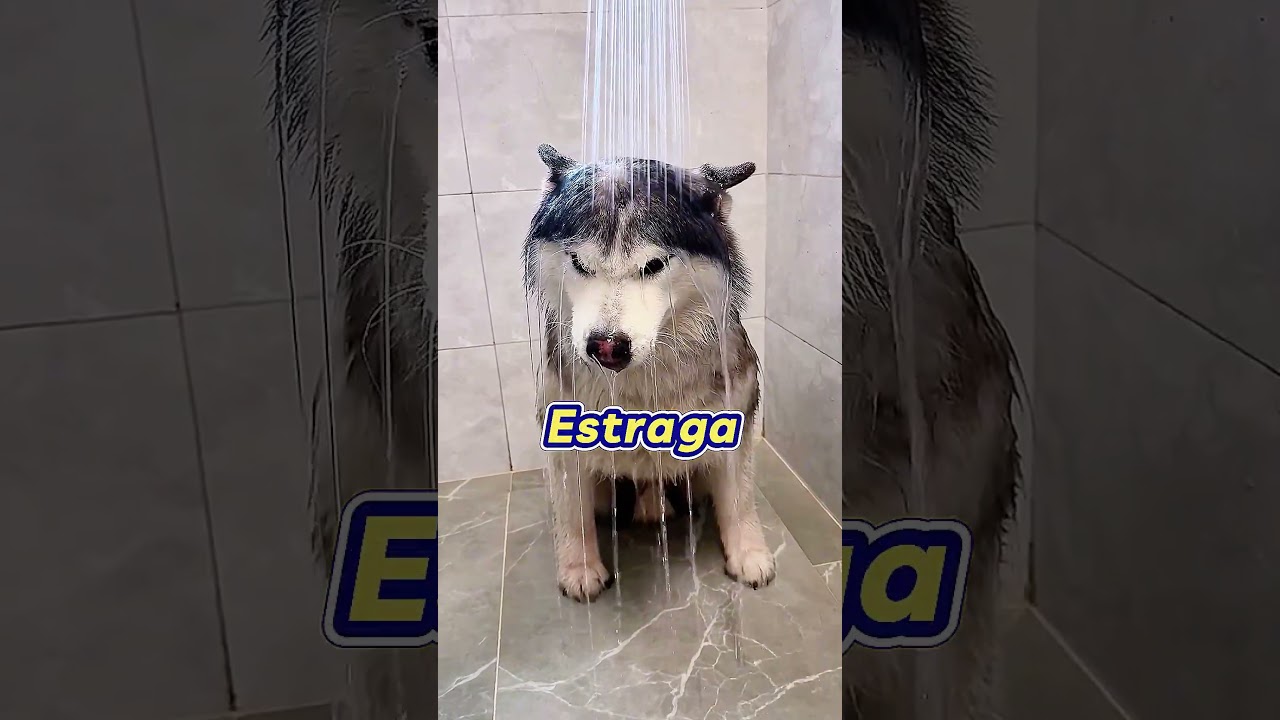 Quando seu dono te dá um banho de gato à força e ainda te torce como roupa! 🐶💦 Vídeo engraçado de