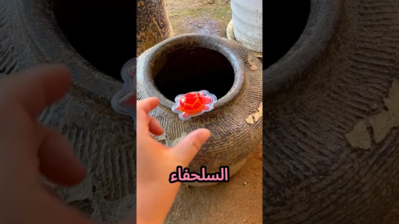 أنا همسك السلحفاة دي…ينهر دي وقعت😨🐢💥