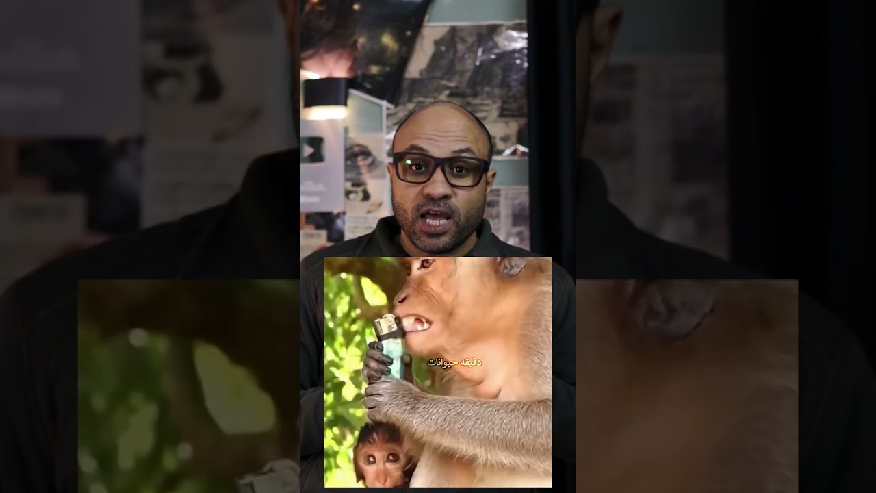 ولاعة صغيرة… وانفجار مفاجئ!🐒💥