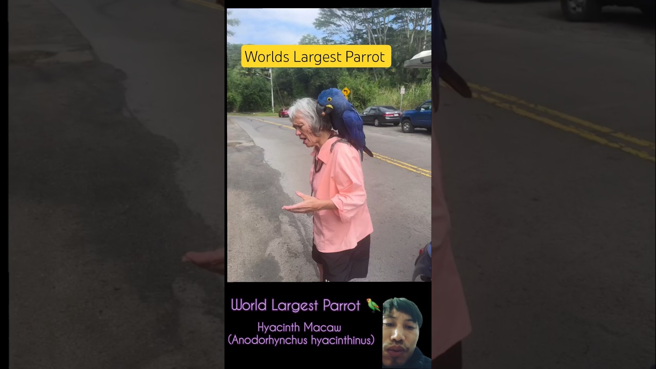 World Largest Parrot  Hyacinth Macaw (Anodorhynchus hyacinthinus).