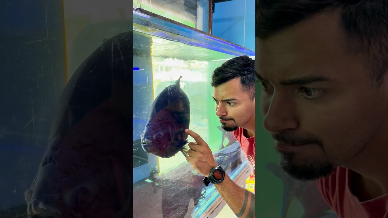 ROUBARAM MEU PEIXINHO DO AQUÁRIO!  #shorts